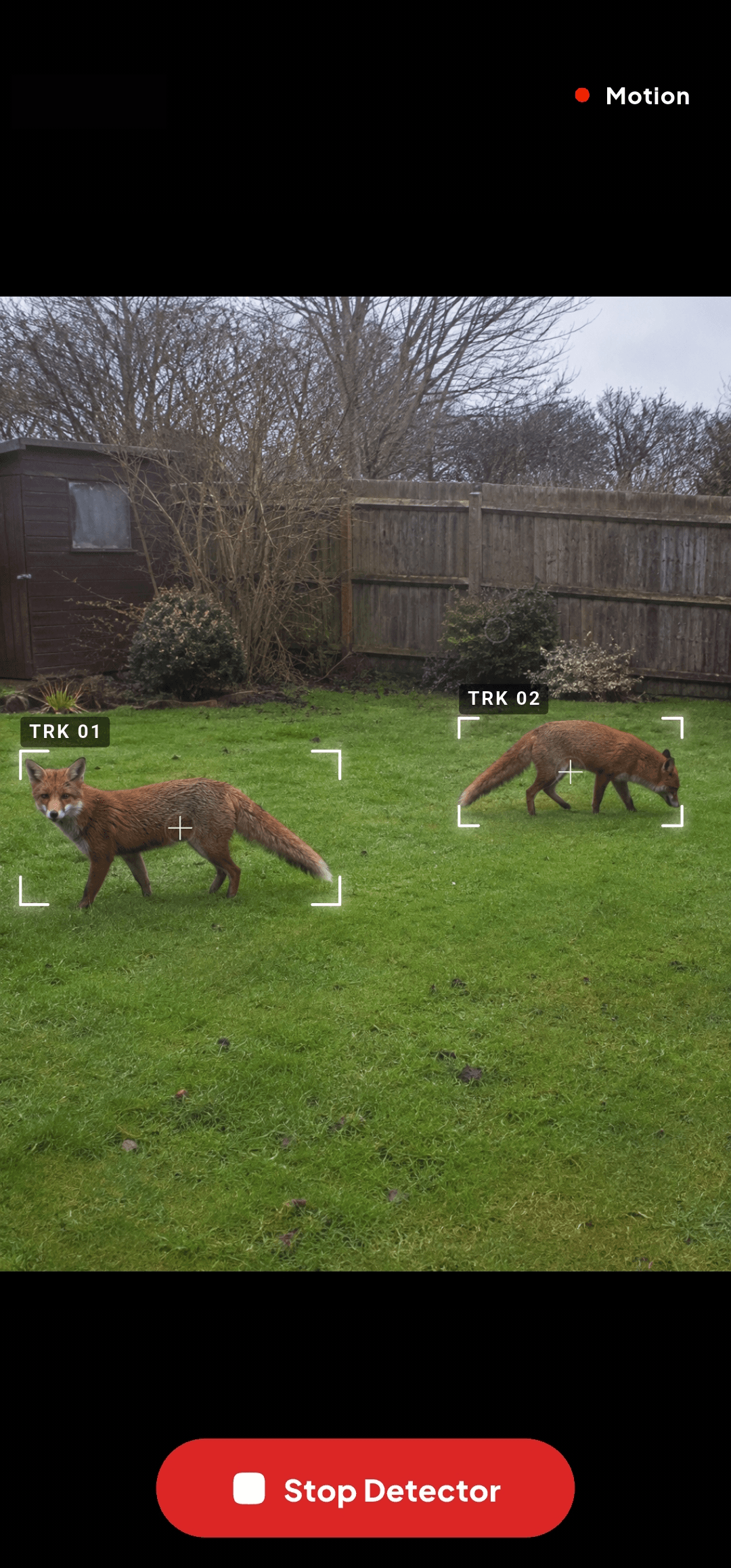 Two foxes crossing a garden, each boxed and numbered by the tracker.